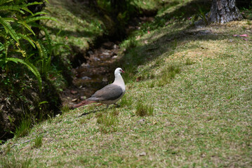 Pink pigeon, a species of pigeon in the Columbidae family, endemic to Mauritius Island, Africa.