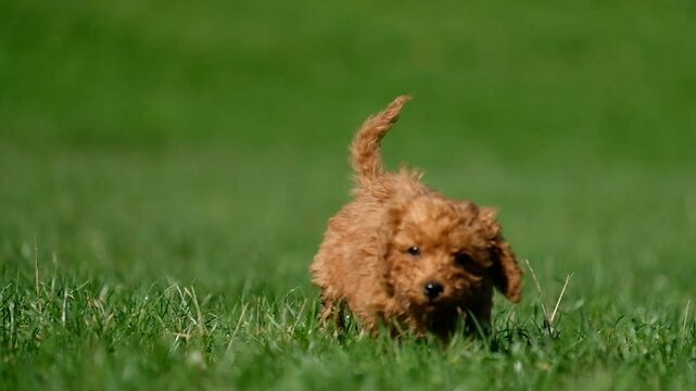 Roter Pudel Welpe rennt auf Wiese auf Kamera zu