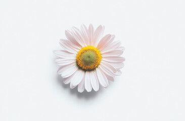Fototapeta premium delicate pink daisy with yellow center, symbolizing beauty and simplicity. Perfect for floral designs and nature themes