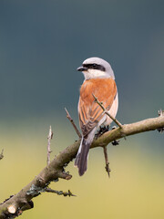 Neuntöter (Lanius collurio) © Lothar Lenz