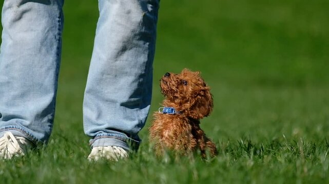 Pudel Welpe wird von Herrchen alleine gelassen auf Wiese