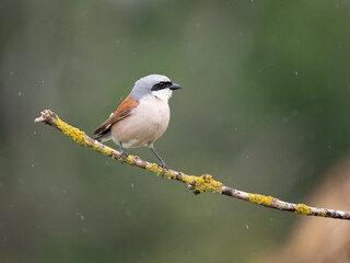 Neuntöter (Lanius collurio)