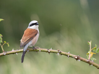 Neuntöter (Lanius collurio)