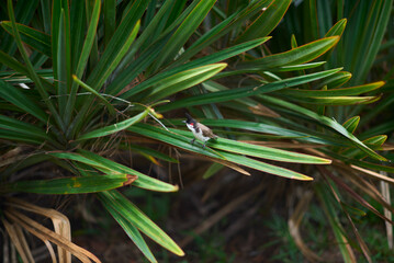 The red-whiskered bulbul (Pycnonotus jocosus), also known as the crested bulbul, perched gracefully on a branch