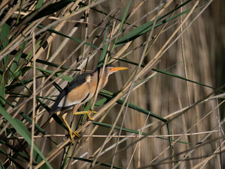 Zwergdommel (Ixobrychus minutus)