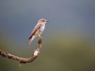 Grauschnäpper (Muscicapa striata)