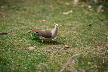 Pink pigeon, a species of pigeon in the Columbidae family, endemic to Mauritius Island, Africa.