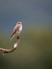 Grauschnäpper (Muscicapa striata)