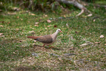 Pink pigeon, a species of pigeon in the Columbidae family, endemic to Mauritius Island, Africa.