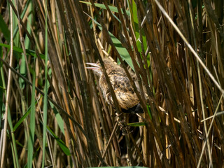 Zwergdommel (Ixobrychus minutus)