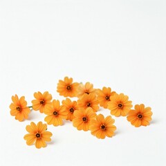 orange flowers on white background