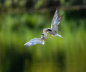 Flussseeschwalbe (Sterna hirundo)