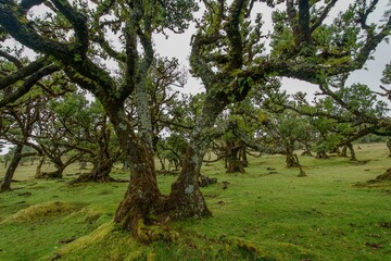 Fanal, ancient laurisilva forest, Madeira, Portugal. UNESCO. View of an old laurel tree in laurel tree forest.