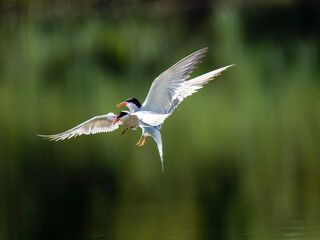 Flussseeschwalbe (Sterna hirundo)