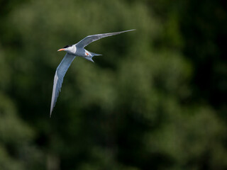 Flussseeschwalbe (Sterna hirundo)
