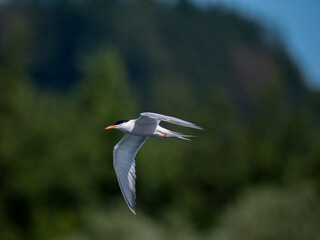 Flussseeschwalbe (Sterna hirundo)