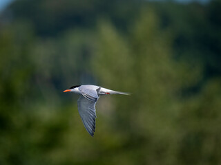 Flussseeschwalbe (Sterna hirundo)