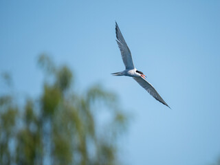 Flussseeschwalbe (Sterna hirundo)