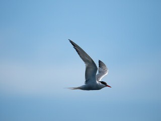 Flussseeschwalbe (Sterna hirundo)