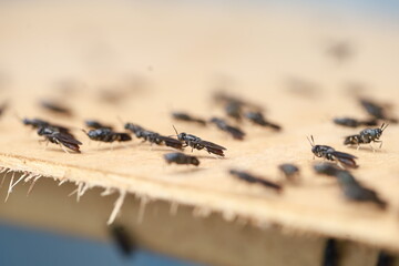 Hermetia illucens. cultivation of Soldier Flies in cages made of nets, with wooden media for laying eggs.