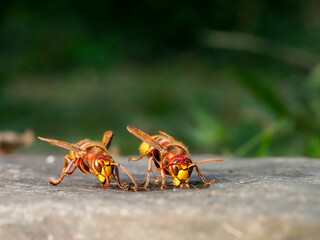 Hornisse (Vespa crabro)