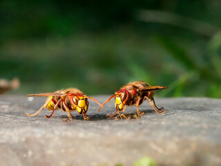 Hornisse (Vespa crabro)