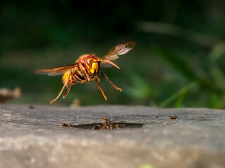 Hornisse (Vespa crabro)