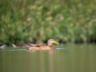 Stockente (Anas platyrhynchos)