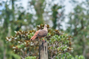 Pink pigeon, a species of pigeon in the Columbidae family, endemic to Mauritius Island, Africa.