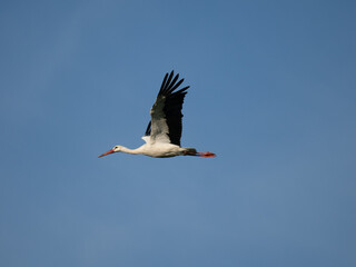 Weißstorch (Ciconia ciconia)