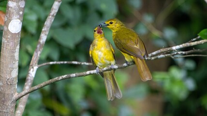 Yellow birds on a branch in a forest
