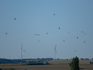 Weißstorch (Ciconia ciconia) und Windräder