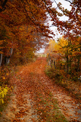 Obraz premium Autumn forest road with colorful leaves.