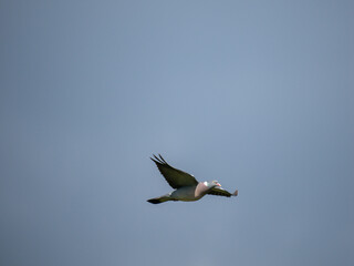 Ringeltaube (Columba palumbus)