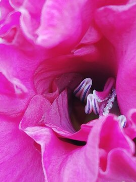 Gladiolos. Clavellina del campo. Estambres y pistilos de una flor. 