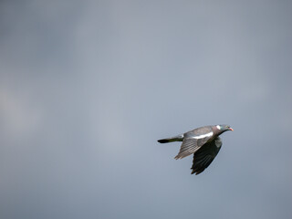 Ringeltaube (Columba palumbus)