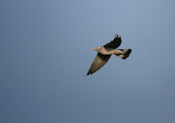 Ringeltaube (Columba palumbus)