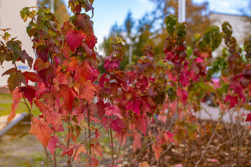 Vibrant colors of autumn foliage. The image focuses on small shrubs with striking red orange and green leaves reflecting the seasonal transition. Beauty of autumn season in the city. Tallinn, Estonia.