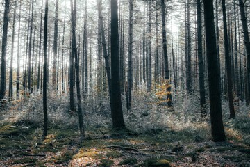 Serene forest scene with tall trees and dappled sunlight filtering through the leaves