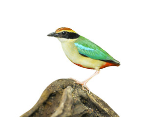 Fairy Pitta on stump isolated on white background. This has clipping path.