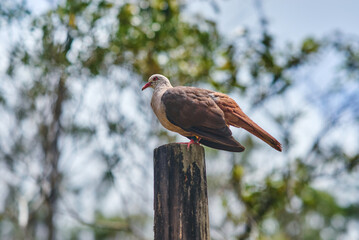 Pink pigeon, a species of pigeon in the Columbidae family, endemic to Mauritius Island, Africa.