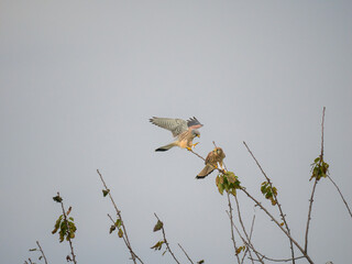 Turmfalke (Falco tinnunculus)