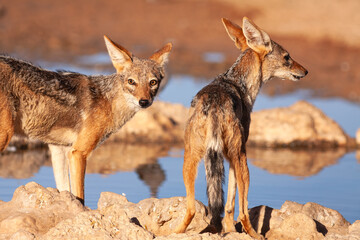 vigilant black backed jackal kalahari desert