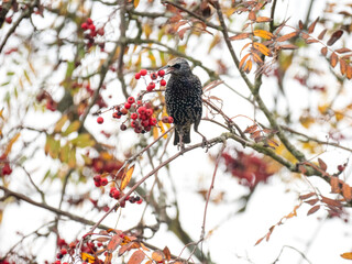 Star (Sturnus vulgaris) frißt Vogelbeeren