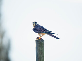 Turmfalke (Falco tinnunculus)