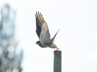 Turmfalke (Falco tinnunculus)