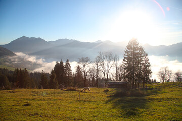 Farming animals in the Alps