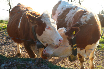 Farming animals in the Alps