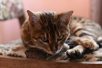 Bengal cat lies on the chair  at home