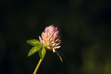 Clover flower in the garden. Close-up. Small depth of field (DOF)
